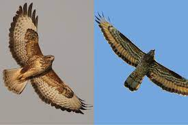 Dieser pinnwand folgen 146 nutzer auf pinterest. Leicht Verwechselbar Greifvogel Lbv Gemeinsam Bayerns Natur Schutzen