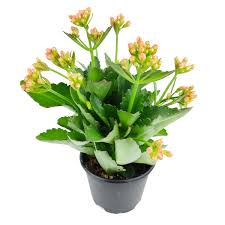 Image result for Kalanchoe blossfeldiana