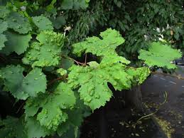 Image result for Colomerus vitis