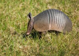 Homeowners may find holes in vegetable gardens and flower beds, as well. Florida Armadillo Removal Wild Animal Removal