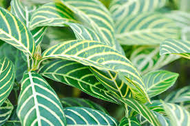 Image result for Sanchezia