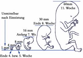Osterreichische Ivf Gesellschaft Befruchtung Und Schwangerschaft