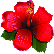 Pin On Flowers