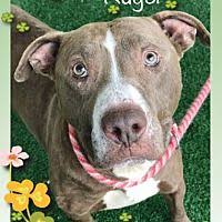 Friends Of Shelter Animals For Cobb In Marietta Georgia In 2020 Animal Shelter Animals Animal Projects