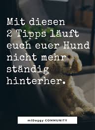 Nachlaufen Beim Hund 2 Einfache Tipps Midoggy Community Hunde Hunde Erziehen Tipps