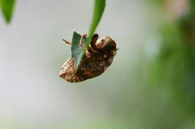 Meanings associated with the insect range from simply indicating the onset of summer to more complex themes. Cicada Muschel Stockfoto Bild Von Kopf Anhaften Erwachsene 158507488