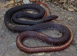 Eastern Coach Whip Snake Non Venomous With Reddish Brown Tail Snake Venom Snake Pit Viper