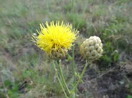 Image result for Nicolasia coronata