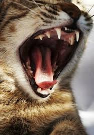 Elle n'a pas de vertige ni de bouton autre part, bref à part l'endroit sous la langue qui fait mal tout va bien. La Gingivostomatite Chez Le Chat Wanimoveto