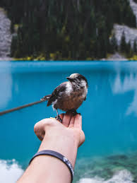 Kucuk Bir Kusun Bile Aslinda Ne Kadar Agir Oldugunu Hisset Hayata Deger Ver Icini Guzel Tut Instagram Balik Ve Burclar