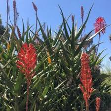 The cactus plant of any species is also considered unlucky in chinese culture to women who are pregnant. 25 Safe Haven Succulents Ideas In 2021 Succulents Garden Plants