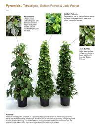 These trellis ideas, including simple structures and elaborate designs, will help shape your patio or garden in style. Interior Design Inspiring Climbing Plant Ideas With Exciting Golden Pothos Vine House Plants Trellis Plants Plants