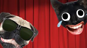 Orlando, with the help of my good friend cottonball, am here to tell you some of my favourite jokes. Camel Jokes Funny Camel Jokes Beano Com