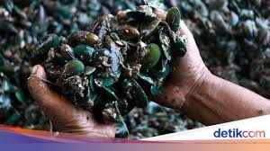 Jenis kerang yang bisa dengan mudah anda jumpai di pasar, supermarket atau tempat yang menjual hasil laut adalah seperti kerang dara, kerang hijau, . Ini Lho Pusat Kerang Hijau Di Jakarta