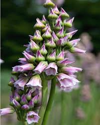 Image result for Nectaropetalum