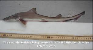 Jun 10, 2016 · this is when the very first, fully developed shark, the leonodus shark, evolved. Delaware Fish And Wildlife In Honor Of Sharkweek We Thought We D Highlight One Of Delaware Bay S Smallest Sharks The Smooth Dogfish Or Smoothhound Can Grow To Around 5 Feet But Anglers