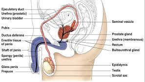 Easily manipulated by rectal palpation 5. Associate Degree Nursing Physiology Review
