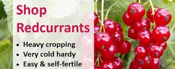 The spring flowers are gorgeous in the spring, and the berries dangle. How To Grow Your Own Redcurrants Jackson S Online Garden Centre