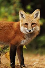 The Best Things To Do On Prince Edward Island For First Time Visitors Friendly Fox Fox Pictures Pet Fox