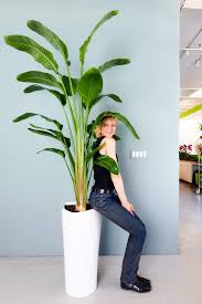 Giant Bird Of Paradise Houseplant Giant Bird Of Paradise In Self Watering Planter In 2020 Paradise Plant Plants Birds Of Paradise Plant