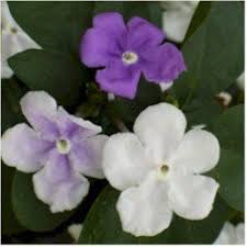 Image result for Brunfelsia pauciflora