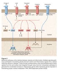 Molecular Pathways At The Interface Between Obesity And Inflammation Obesity Molecular Adipose Tissue