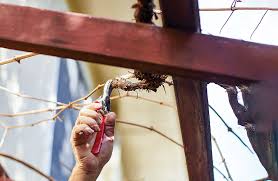 Image result for pruning grapes on a pergola
