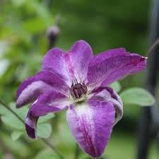 Plants bloom over a long period from midsummer to early fall. Clematis Viticella Venosa Violacea