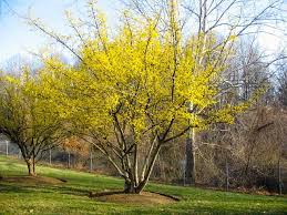 Cornelian Cherry Cornus Mas Garden Trees Landscape