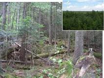 Image result for what happened to acid rain