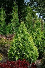 Check spelling or type a new query. Pin On Evergreens For Every Purpose