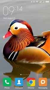 We did not find results for: Mandarin Duck Wallpapers For Android Apk Download