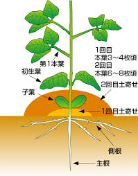 エダマメ 野菜栽培マニュアル 調べる タキイ種苗株式会社