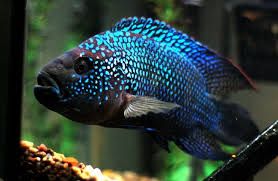 Tapi bagi aquarist berpengalaman yang tak kenal takut, ikan predator justru jadi mainan mereka. 12 Ikan Predator Ini Bisa Dipelihara Di Rumah Ada Yang Berasal Dari Sungai Amazon Rumah123 Com