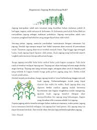 Bunga jagung berkembang menjadi buah jagung. Bagaimana Jagung Berkembang Biak Oleh Nuniek