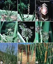 Image result for Eriocaulon abyssinicum