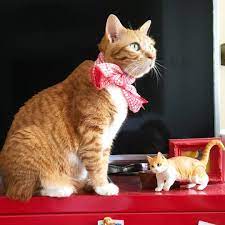 Mykittylittleb Big Vs Small Cat I Need One Of My Cat Cats Kittens Animals