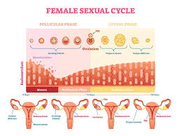Most women will get to know their own menstrual. What Is Ovulation Symptoms Tracking And Disorders