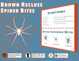 While these spiders can be dangerous, they aren't aggressive, and will only strike if they're provoked. Brown Recluse Spider Bites Symptoms And Pictures