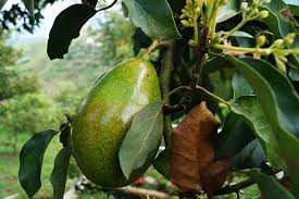Ihr wollt aus einem avocadokern einen eigenen avocadobaum pflanzen? How To Avocado Pflanze Aus Einem Kern Ziehen Sascha Planert