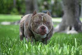 Top Extreme Build Micro Pocket American Bully Stud American Bully American Bully Pocket Bully Breeds Dogs