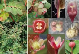 Image result for Phyllanthaceae