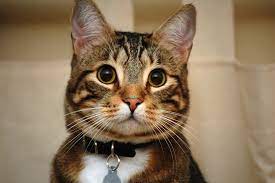 Eventually kitty will come when you call him using your chosen sound. Teach Your Cat To Come When Called Adventure Cats