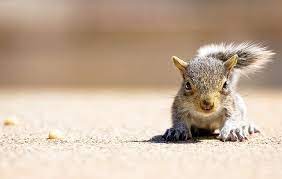 Peanut Cute Baby Animals Baby Squirrel Baby Animals