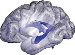 Maybe you would like to learn more about one of these? Shape Asymmetry Of Brain Structures Predicts Dementia Nature Reviews Neurology