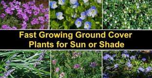 Flowering ground cover shade plants. Fast Growing Ground Cover Plants With Pictures Leafy Place