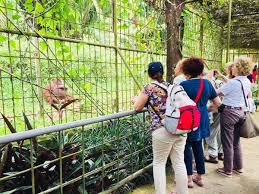 Check spelling or type a new query. Orangutan Island A Hidden Orangutan Sanctuary In West Malaysia 2021