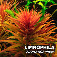 Image result for Limnophila ceratophylloides