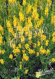 Image result for Genista