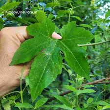 Image result for Diplocyclos